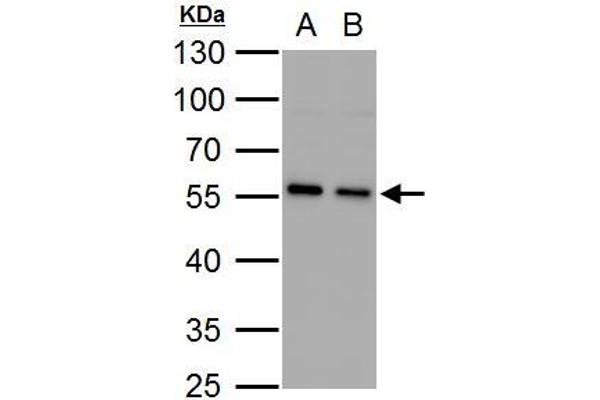 SQSTM1 antibody