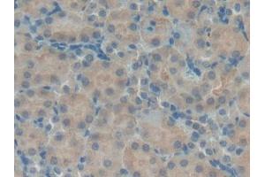 DAB staining on IHC-P; Samples: Mouse Kidney Tissue (beta Defensin 1 antibody  (AA 22-69))