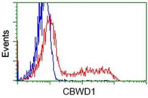 HEK293T cells transfected with either RC222790 overexpress plasmid (Red) or empty vector control plasmid (Blue) were immunostained by anti-CBWD1 antibody (ABIN2452884), and then analyzed by flow cytometry. (CBWD1 antibody)