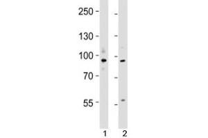 Western blot testing of UHRF1 antibody at 1:4000 dilution (UHRF1 antibody  (N-Term))