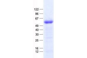 Validation with Western Blot (GFI1 Protein (His tag))