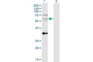 Western Blot analysis of SGCE expression in transfected 293T cell line by SGCE MaxPab polyclonal antibody. (SGCE antibody  (AA 1-437))