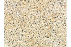 ABIN6265290 and ABIN6273077 at 1/100 staining Mouse liver tissue by IHC-P. (SRP9 antibody  (Internal Region))