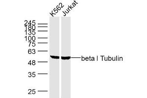 Lane 1: K562 cell lysates; Lane 2: Jurkat cell lysates; probed with beta I Tubulin (5F7) Monoclonal Antibody, unconjugated (bsm-33041M) at 1:300 overnight at 4°C followed by a conjugated secondary antibody for 60 minutes at 37°C. (TUBB antibody)