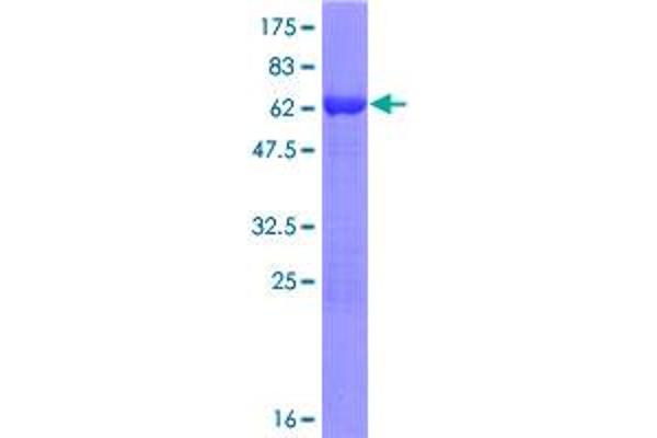 POLR3F Protein (AA 1-316) (GST tag)