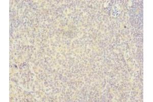 Immunohistochemistry of paraffin-embedded human tonsil tissue using ABIN7167369 at dilution of 1:100 (RAB6B antibody  (AA 2-208))