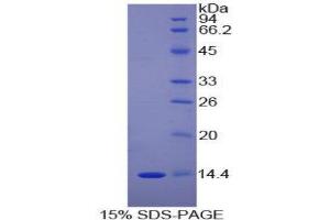 SDS-PAGE (SDS) image for D-Dopachrome Tautomerase (DDT) (AA 2-118) protein (His tag) (ABIN1170295)
