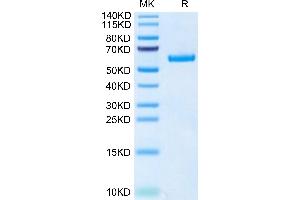 TNFRSF11A Protein (AA 30-212) (Fc Tag)