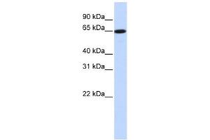 SLC43A1 antibody used at 1 ug/ml to detect target protein. (SLC43A1 antibody  (Middle Region))