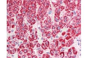 Anti-SDHAF1 antibody IHC staining of human adrenal. (SDHAF1 antibody  (C-Term))