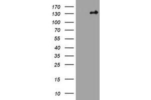 Image no. 1 for anti-Tuberous Sclerosis 1 (TSC1) (AA 836-1164) antibody (ABIN1491686) (TSC1 antibody  (AA 836-1164))