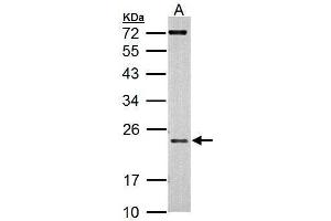 AICDA antibody  (N-Term)