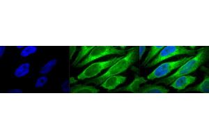 Immunocytochemistry/Immunofluorescence analysis using Mouse Anti-Erp57 (Grp58) Monoclonal Antibody, Clone Map. (PDIA3 antibody)