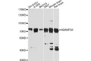 Western blot analysis of extracts of various cell lines, using ADAMTS4 Antibody (ABIN1870806) at 1:3000 dilution.