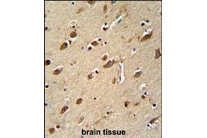 MYLK4 antibody immunohistochemistry analysis in formalin fixed and paraffin embedded human brain tissue followed by peroxidase conjugation of the secondary antibody and DAB staining. (MYLK4 antibody  (C-Term))