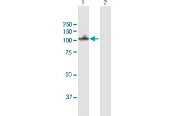 Neuroligin 4 antibody  (AA 1-816)