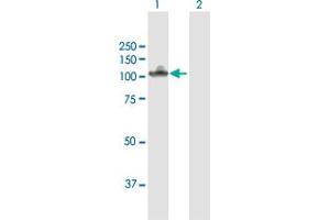 Western Blot analysis of NLGN4X expression in transfected 293T cell line by NLGN4X MaxPab polyclonal antibody. (Neuroligin 4 antibody  (AA 1-816))