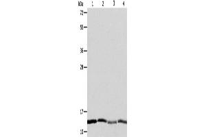 Western Blotting (WB) image for anti-ATPase Inhibitory Factor 1 (ATPIF1) antibody (ABIN2428909) (ATPase Inhibitory Factor 1 antibody)