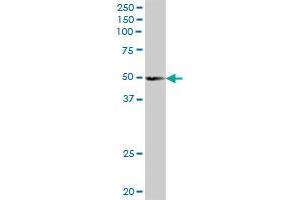 SCRN2 MaxPab polyclonal antibody. (SCRN2 antibody  (AA 1-425))