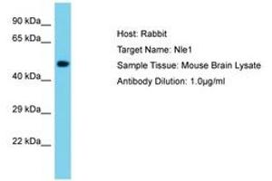 Image no. 1 for anti-Notchless Homolog 1 (NLE1) (AA 351-400) antibody (ABIN6750510) (NLE1 antibody  (AA 351-400))