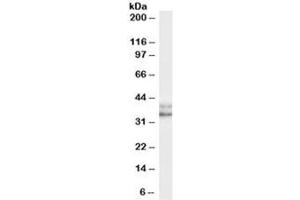 Western blot testing of HeLa (nuclear) cell lysate with NANOG antibody at 0. (Nanog antibody)