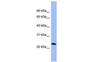Image no. 1 for anti-Nociceptin (PNOC) (AA 107-156) antibody (ABIN6741814) (Nociceptin antibody  (AA 107-156))