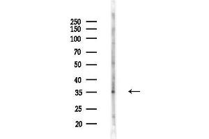 Western blot analysis of lysates from Mouse brain, using PIG3 Antibody at 1/1000 dilution.