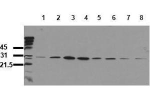 Western Blotting (WB) image for anti-Heat Shock 27kDa Protein 1 (HSPB1) (pSer82) antibody (ABIN126812)