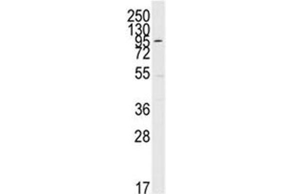 MAPK7 antibody  (AA 776-805)