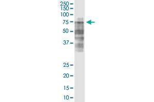 LRRC40 monoclonal antibody (M02), clone 3E10. (LRRC40 antibody  (AA 1-602))