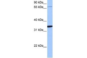 PCDHA10 antibody used at 1 ug/ml to detect target protein. (PCDHA10 antibody  (N-Term))