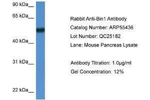 Western Blotting (WB) image for anti-Bridging Integrator 1 (BIN1) (N-Term) antibody (ABIN2774109) (BIN1 antibody  (N-Term))