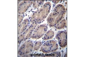 CTTNBP2NL Antibody (N-term) (ABIN656653 and ABIN2845894) immunohistochemistry analysis in formalin fixed and paraffin embedded human stomach tissue followed by peroxidase conjugation of the secondary antibody and DAB staining. (CTTNBP2NL antibody  (N-Term))