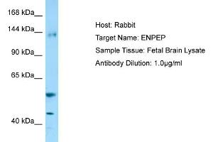 Western Blotting (WB) image for anti-Glutamyl Aminopeptidase (Aminopeptidase A) (ENPEP) (C-Term) antibody (ABIN970628) (ENPEP antibody  (C-Term))