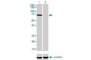 Western blot analysis of MPP3 over-expressed 293 cell line, cotransfected with MPP3 Validated Chimera RNAi (Lane 2) or non-transfected control (Lane 1). (MPP3 antibody  (AA 1-585))