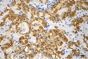Immunohistochemistry was performed on paraffin-embedded mouse kidney using vascular endothelial growth factor D antibody (ABIN7797810), 1:200).