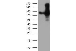 Western Blotting (WB) image for anti-Platelet/endothelial Cell Adhesion Molecule (PECAM1) antibody (ABIN1497244) (CD31 antibody)