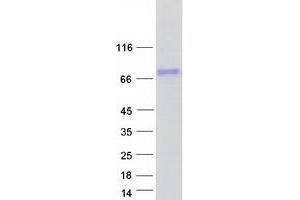 Validation with Western Blot (OTUD5 Protein (Transcript Variant 1) (Myc-DYKDDDDK Tag))