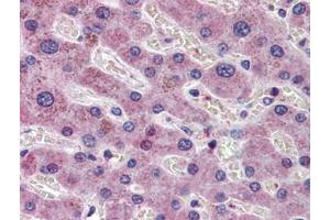 Human Liver: Formalin-Fixed, Paraffin-Embedded (FFPE) (AIF antibody  (AA 593-606))