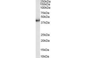 ABIN185432 (0. (VPS37C antibody  (Internal Region))