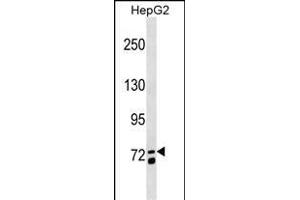 MS4A14 Antibody (C-term) (ABIN1537470 and ABIN2849678) western blot analysis in HepG2 cell line lysates (35 μg/lane).