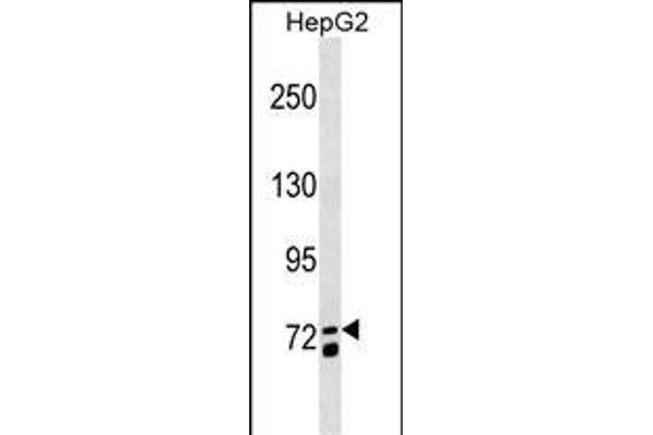MS4A14 antibody  (C-Term)
