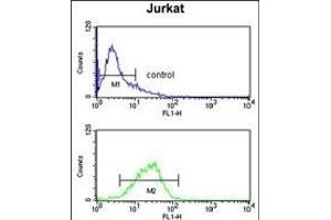 STIP1 Antibody (Center) (ABIN1882135 and ABIN2839438) flow cytometry analysis of Jurkat cells (bottom histogram) compared to a negative control cell (top histogram). (STIP1 antibody  (AA 269-297))