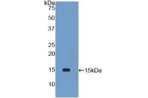 Detection of Recombinant PLA2G2D, Mouse using Polyclonal Antibody to Phospholipase A2, Group IID (PLA2G2D) (PLA2G2D antibody  (AA 21-144))