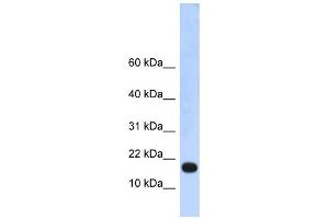 Western Blotting (WB) image for anti-LOC115648 (LOC115648) antibody (ABIN2458213) (LOC115648 (LOC115648) antibody)