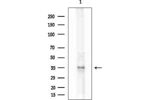 anti-Olfactory Receptor, Family 51, Subfamily B, Member 6 (OR51B6) (N-Term) antibody