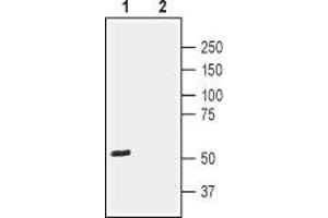 Western Blotting (WB) image for anti-Prostaglandin D2 Receptor 2 (PTGDR2) (AA 270-283), (Extracellular) antibody (ABIN7043564)