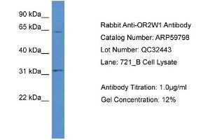 Western Blotting (WB) image for anti-Olfactory Receptor, Family 2, Subfamily W, Member 1 (OR2W1) (C-Term) antibody (ABIN2774269) (OR2W1 antibody  (C-Term))