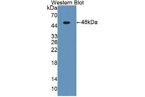 Figure. (KNG1 antibody  (AA 19-380))