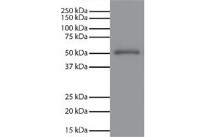Human IgG-UNLB secondary antibody and chemiluminescent detection. (Goat anti-Mouse IgG Antibody (HRP))
